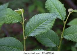Image result for Ulmaceae