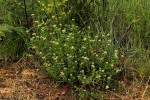 Image result for Agathisanthemum bojeri