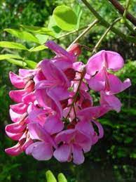 robinier faux acacia casque rouge robinia le jardin du pic vert fleur rose jardins fleurs