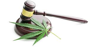 Oregon Voters Legalize Psychedelic Mushrooms Decriminalize Drugs 4 Other States Ok Recreational Marijuana