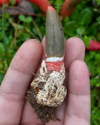 Image result for Mutinus elegans