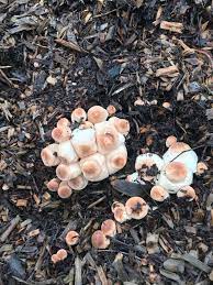 We did not find results for: These Mushrooms That Look Like Toasted Marshmallows Mildlyinteresting