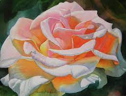 White Rose With Orange Glow By Sharon Freeman Rose Painting Rose Art Floral Watercolor