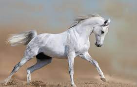 It was a real life 'animal house,' said a f Meet The Maverick The Coaching Maverick