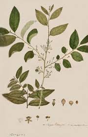 Image result for Drypetes mossambicensis