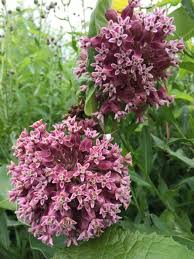 We did not find results for: Hairy Balls A Different Kind Of Milkweed