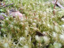 Image result for Aeschynomene mossoensis
