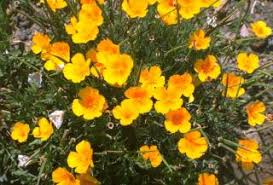 Image result for Eschscholzia