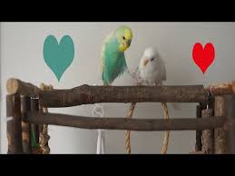Male Budgies Movements Before Mating Youtube