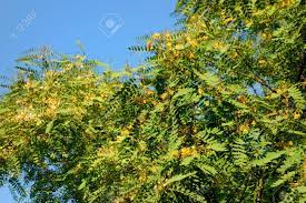100 yellow rare cassia alata candlestick candlebush candle bush tree 2014 seeds ~ $5.99 free ship! Acacia Tree Crown Blooming With Yellow Flowers Southern California Stock Photo Picture And Royalty Free Image Image 57007036