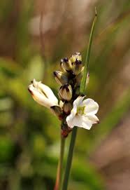Image result for Chlorophytum pygmaeum