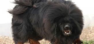 Originally used as guard dogs for livestock and property. Tibetans The Tibetan Mastiff And How Sex With Strangers Made Both Steemit