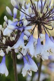 Image result for Agapanthus codii