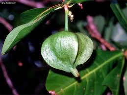 Image result for Barringtonia asiatica