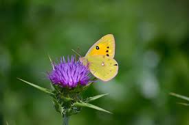 Kết quả hình ảnh cho bướm