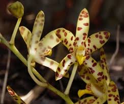 Image result for Heteromorpha involucrata
