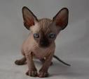 Sphynx Kittens for Sale - Adoptapet