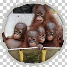 Each image starts from as low as 540. Orang Utan Png Images Orang Utan Clipart Free Download