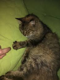 Yasli Misafirimiz Karabacak Kedi