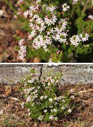 An australian native grass with elegant purple flower heads. Spring Flowering Australian Natives Edition Saltbush Avenue