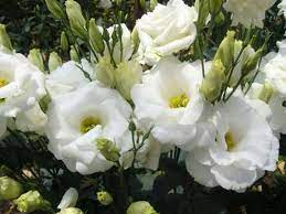 Guia Flor Lisianthus Branco Rosa Cultivo Caracteristicas
