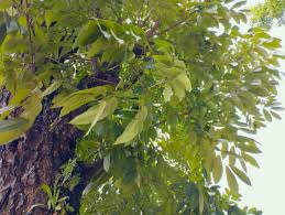 Image result for Swietenia