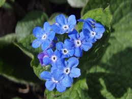 Mid to late spring planting instructions: Baumschule Eggert Blutenstraucher Baumschulen Heckenpflanzen Kaukasus Vergissmeinnicht Brunnera Macrophylla Direkt Vom Pflanzenversand Der Markenbaumschule Bestellen