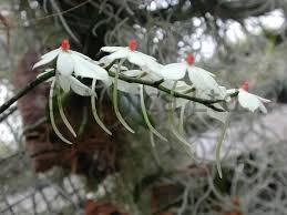 Image result for Aerangis stelligera
