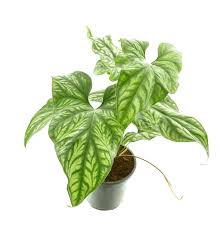 Image result for Cercestis