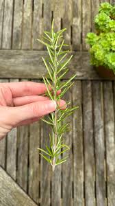 Image result for rosemary cuttings