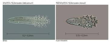 Image result for Demodex brevis
