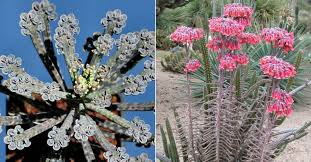 Image result for Bryophyllum tubiflorum