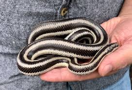 Image result for Loxodera bovonei