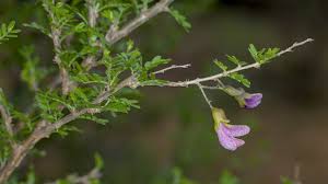 Image result for Ormocarpum trichocarpum