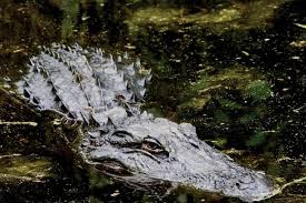 Woods Bay State Park Located In Olanta Sc South Carolina Parks State Parks Camping Places