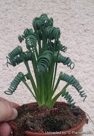 Image result for Albuca