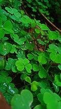 Image result for Oxalis anthelmintica