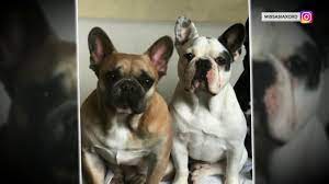 Nbc's steve patterson reports for today from los angeles. Lady Gaga S 2 Stolen Dogs Returned Safely As Search For Suspects Continues