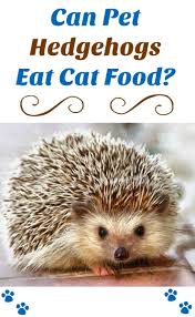 Pin On Hedgehogs