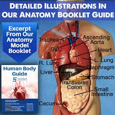 Each labeled organ corresponds to one trio of cells in the table below. Buy Evviva Sciences Human Heart Torso And Skeleton Models Best Set Of 3 Hands On 3d Model Study Tools For Anatomy And Physiology Students With Anatomical Guide By Physicians Learning