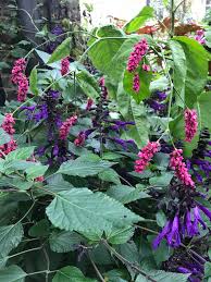 Image result for Vismia orientalis