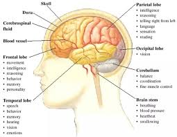 English Vocabulary Internal Organs Of The Human Body Eslbuzz Learning English In 2020 Human Brain Facts Brain Facts Human Body Vocabulary