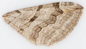 Image result for Aplocera efformata