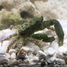 Find and connect with chicago's best dry cleaners. Tank Cleaners Emerald Ruby Mithrax Crab Reef Cleaners