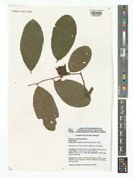 Image result for Diospyros kirkii