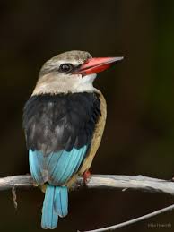 Image result for brown hooded kingfisher