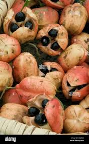 Image result for Blighia