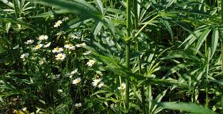 Was wächst gut mit jasmin? The Benefits Of Companion Planting For Cannabis Sensi Seeds