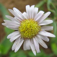 Image result for Felicia clavipilosa