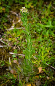 Image result for Lepidium bonariense